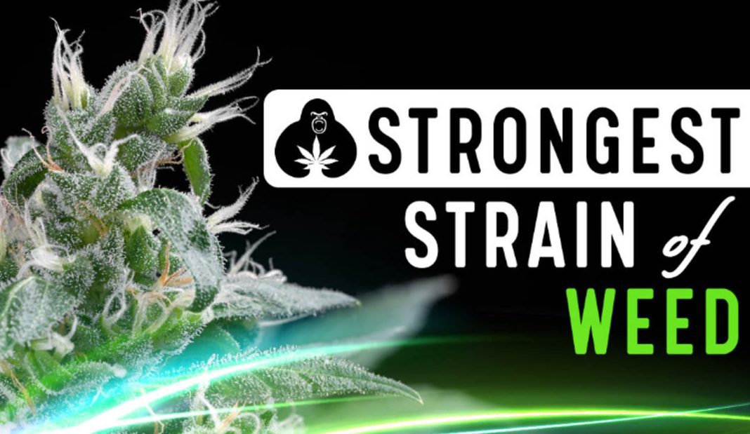 The 14 Strongest Strains of Weed With the Highest THC Levels