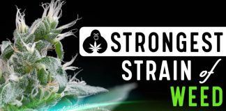 The 14 Strongest Strains of Weed with the Highest THC Levels