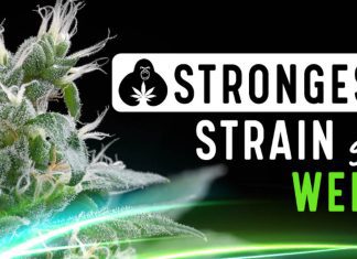 The 14 Strongest Strains of Weed with the Highest THC Levels