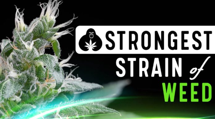 The 14 Strongest Strains of Weed with the Highest THC Levels
