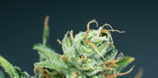 Top-rated Sativa Strains of 2024 for Energy, Creativity & More top rated sativa strains