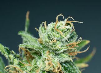 Top-rated Sativa Strains of 2024 for Energy, Creativity & More top rated sativa strains