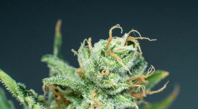 top rated sativa strains