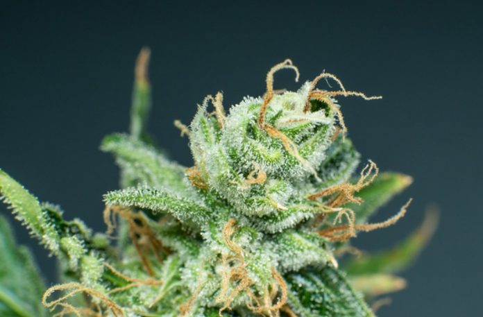 top rated sativa strains