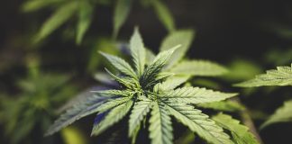 How To Top Weed Plants to Increase Yield: What Is It & When To Top iStock-1173182113