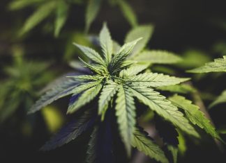 How To Top Weed Plants to Increase Yield: What Is It & When To Top iStock-1173182113