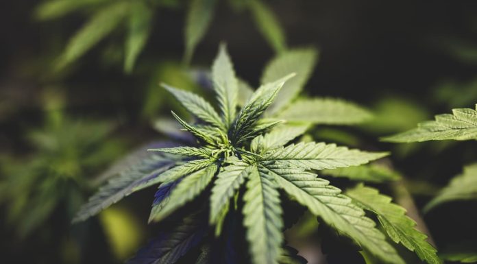 How To Top Weed Plants to Increase Yield: What Is It & When To Top iStock-1173182113