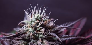 ILGM Reviews 2024: Is It Legit? Deals, Discounts & Verified Customer Feedback iStock-1394898774