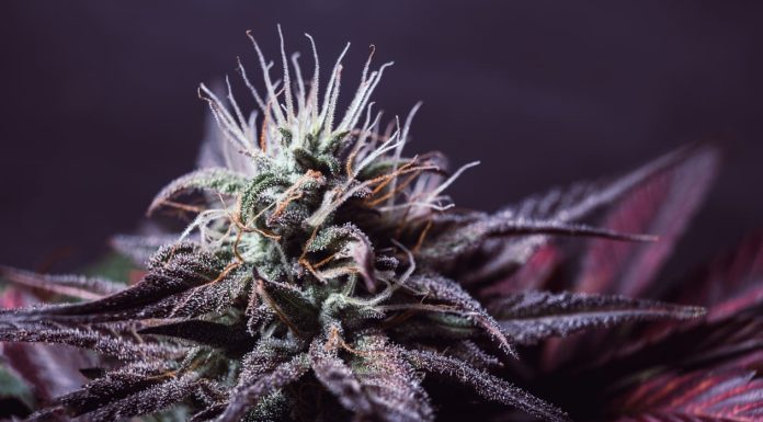 ILGM Reviews 2024: Is It Legit? Deals, Discounts & Verified Customer Feedback iStock-1394898774