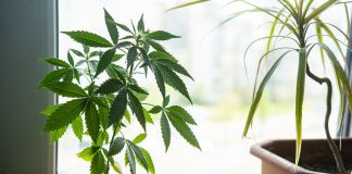 How Long Does Weed Take to Grow? Stages of Weed Plant Growth iStock-1403648925