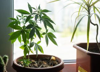 How Long Does Weed Take to Grow? Stages of Weed Plant Growth iStock-1403648925