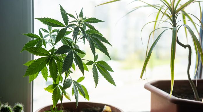 How Long Does Weed Take to Grow? Stages of Weed Plant Growth iStock-1403648925