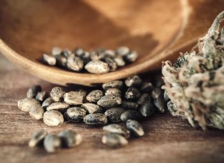 Best Autoflower Seeds: High Yield + Strong Autoflowering Seeds of 2024 iStock-500800808