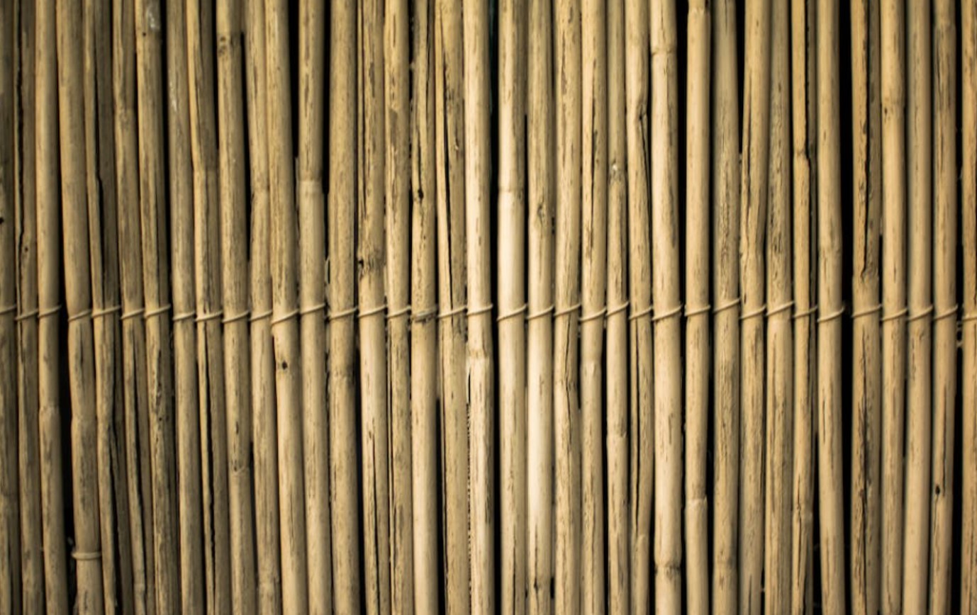 Bamboo