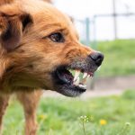 Am I Entitled to A Compensation If A Dog Attacked Me In Ontario? Dog