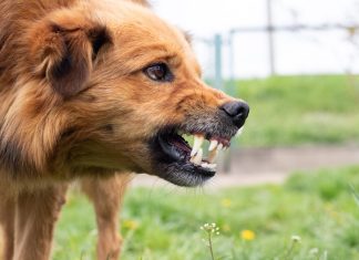 Am I Entitled to A Compensation If A Dog Attacked Me In Ontario? Dog