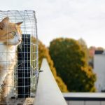 Cat sitting in catio or cat outdoor enclosure while looking at something interested.