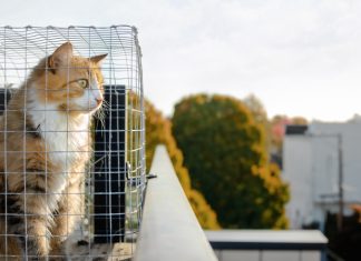 Cat sitting in catio or cat outdoor enclosure while looking at something interested.
