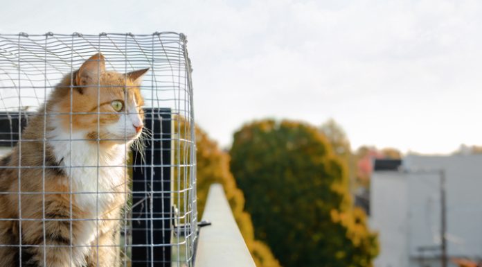 Cat sitting in catio or cat outdoor enclosure while looking at something interested.
