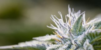 What Is the Difference Between Delta 8 and THC: Structure, Effects, and More marijuana plant