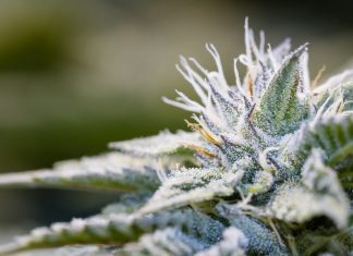 marijuana plant