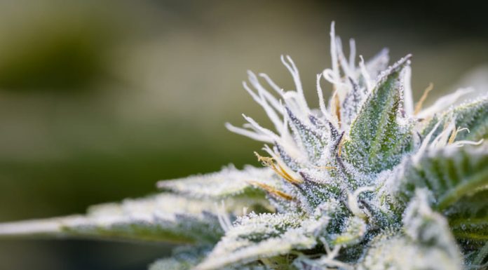 What Is the Difference Between Delta 8 and THC: Structure, Effects, and More marijuana plant