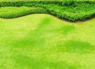 Make Your Lawn Stand Out