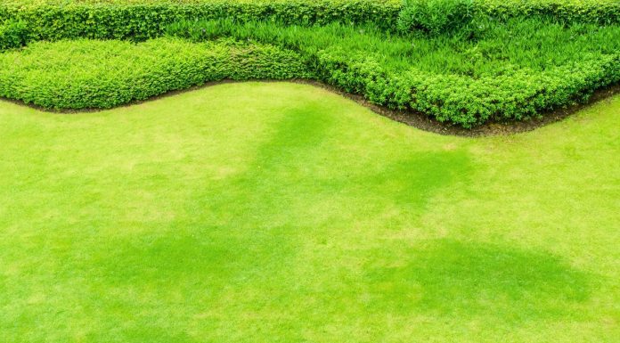 Make Your Lawn Stand Out