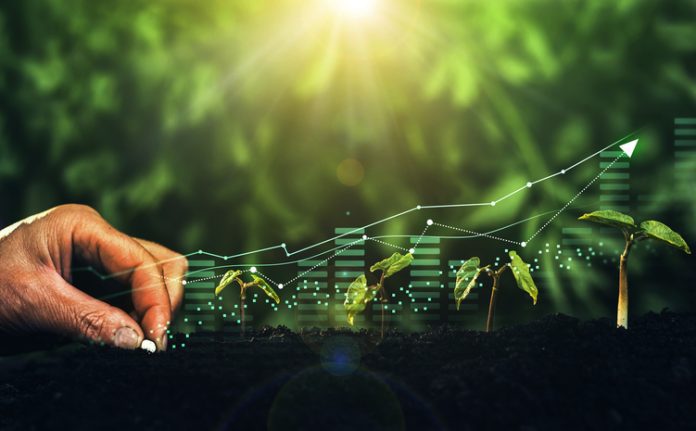 Plants increase on sunny background