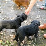 Absolute Dogs’ Socialisation Tips