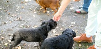Absolute Dogs’ Socialisation Tips: Prepare Your Puppy for Situations of All Kinds Absolute Dogs’ Socialisation Tips