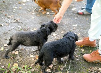 Absolute Dogs’ Socialisation Tips