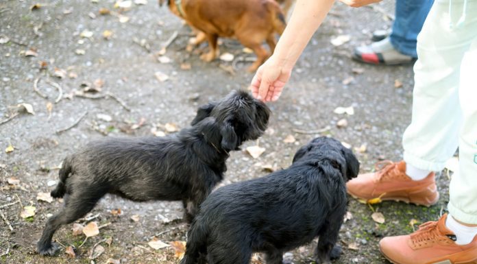 Absolute Dogs’ Socialisation Tips