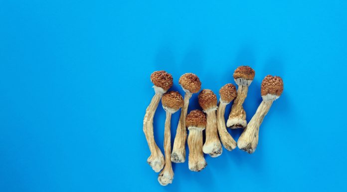 What Are Magic Mushrooms: Effects, Legality, Therapeutic Potential, History, and More magic mushrooms