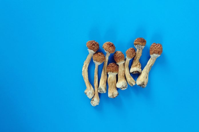 magic mushrooms