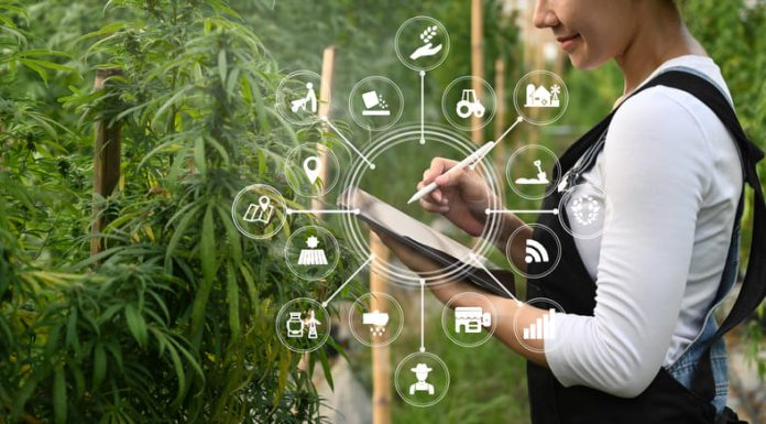 Weed Culture: How Cannabis Has Influenced Art, Music, and Fashion cannabis