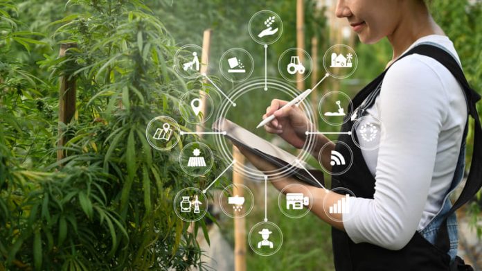 iStock-1398063894 (1) cannabis