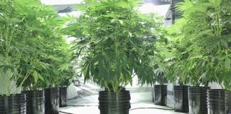 Hydroponic Weed Cultivation