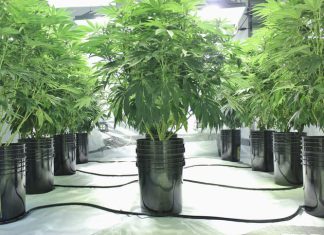 Hydroponic Weed Cultivation
