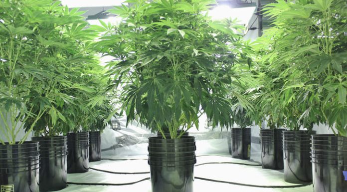 Hydroponic Weed Cultivation: Pros, Cons, and Tips Hydroponic Weed Cultivation