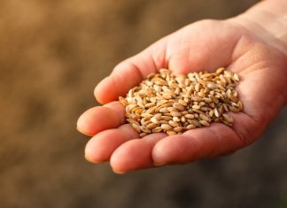 seeds