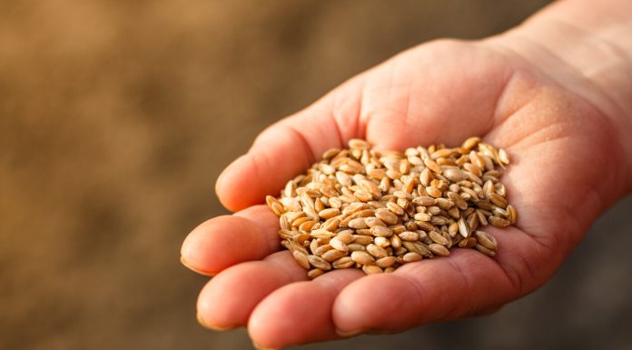 Essential Criteria for Selecting a Reliable Seed Bank – The Complete Guide seeds
