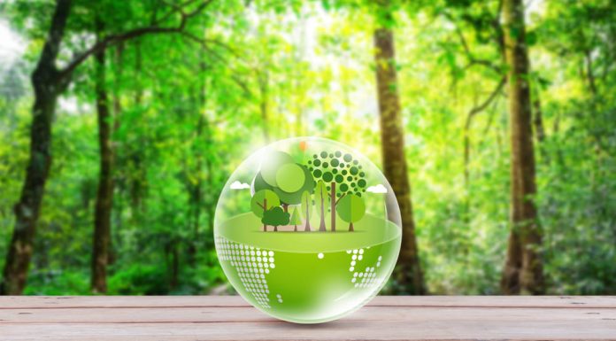 Eco friendly on wood table