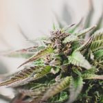 Green Thumb Guide: Cultivating OG Kush for Personal Use and Potent Results OG kush