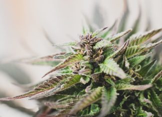 OG kush