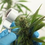 The Impact of RFID Scanners on Cannabis Inventory Accuracy Scientist hand gloves checking hemp plant
