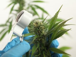 Scientist hand gloves checking hemp plant