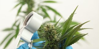 Scientist hand gloves checking hemp plant