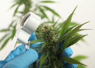 Scientist hand gloves checking hemp plant