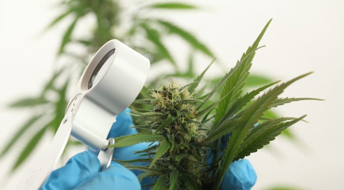 Scientist hand gloves checking hemp plant
